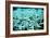 Bleached Coral-Peter Scoones-Framed Photographic Print