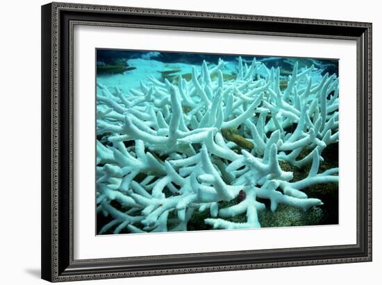 Bleached Coral-Peter Scoones-Framed Photographic Print