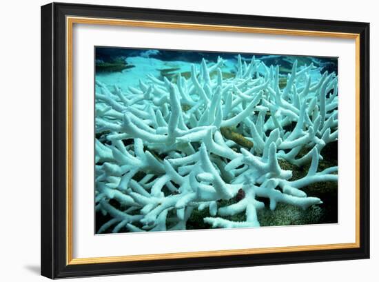 Bleached Coral-Peter Scoones-Framed Photographic Print