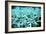 Bleached Coral-Peter Scoones-Framed Photographic Print