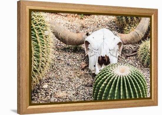 Bleached Skull-Dario Lo Presti-Framed Premier Image Canvas