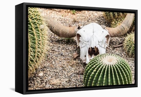 Bleached Skull-Dario Lo Presti-Framed Premier Image Canvas