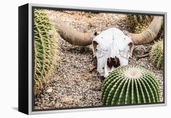 Bleached Skull-Dario Lo Presti-Framed Premier Image Canvas