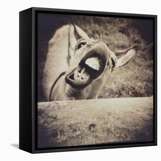 Bleating  Goat-Theo Westenberger-Framed Premier Image Canvas