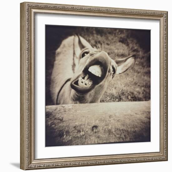 Bleating  Goat-Theo Westenberger-Framed Photographic Print