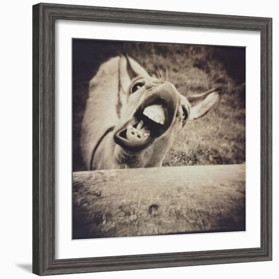 Bleating  Goat-Theo Westenberger-Framed Photographic Print