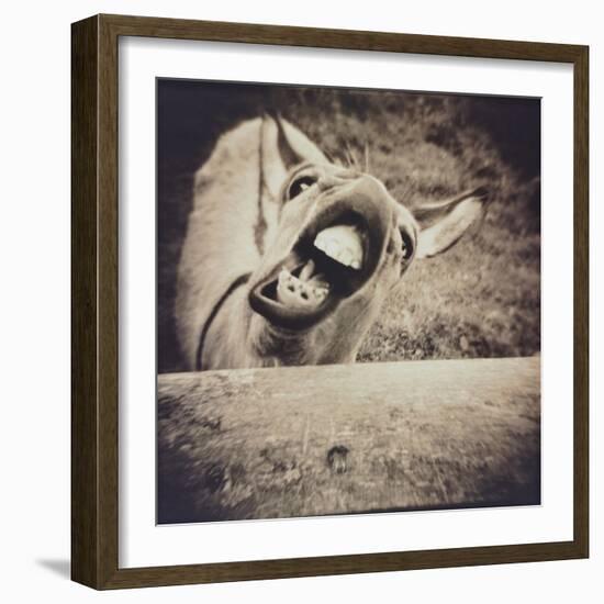 Bleating  Goat-Theo Westenberger-Framed Photographic Print