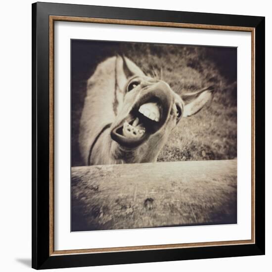 Bleating  Goat-Theo Westenberger-Framed Photographic Print