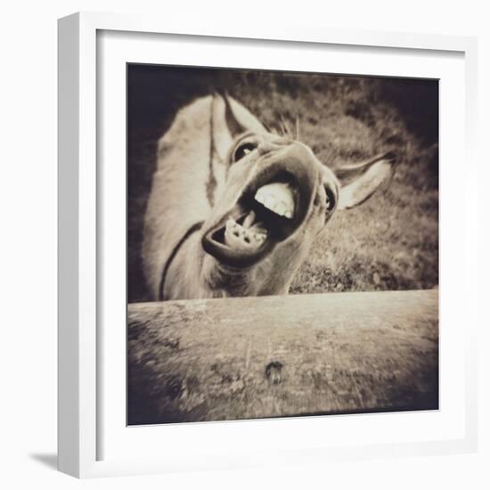 Bleating  Goat-Theo Westenberger-Framed Photographic Print