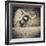 Bleating  Goat-Theo Westenberger-Framed Photographic Print