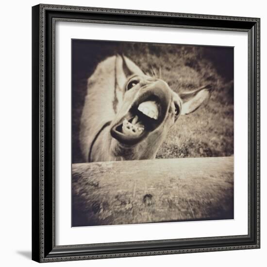 Bleating  Goat-Theo Westenberger-Framed Photographic Print