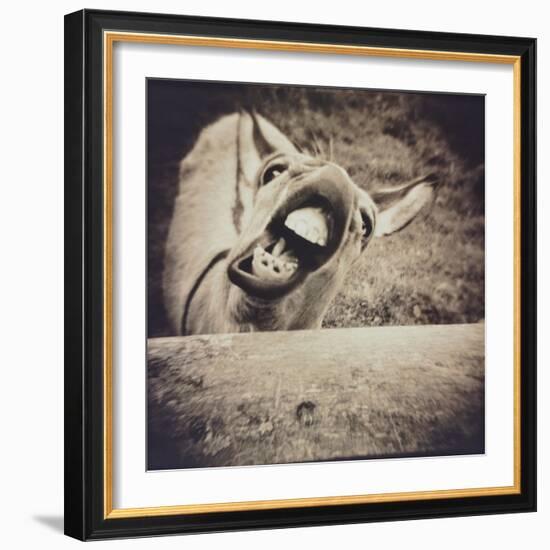 Bleating  Goat-Theo Westenberger-Framed Photographic Print