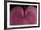 Bleeding heart detail Lamprocapnos spectabilis-Charles Bowman-Framed Photographic Print