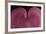 Bleeding heart detail Lamprocapnos spectabilis-Charles Bowman-Framed Photographic Print