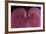 Bleeding heart detail Lamprocapnos spectabilis-Charles Bowman-Framed Photographic Print