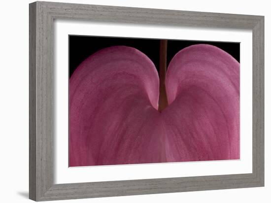 Bleeding heart detail Lamprocapnos spectabilis-Charles Bowman-Framed Photographic Print