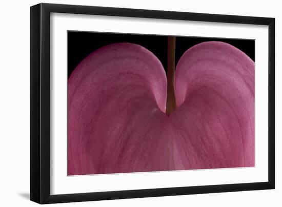 Bleeding heart detail Lamprocapnos spectabilis-Charles Bowman-Framed Photographic Print
