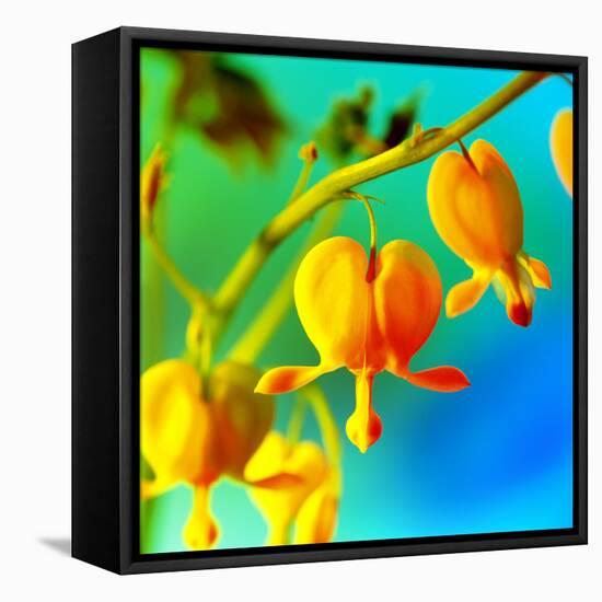 Bleeding Heart (Dicentra Sp.)-Johnny Greig-Framed Premier Image Canvas