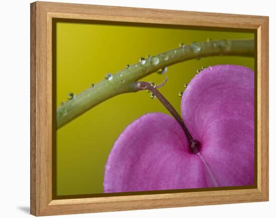 Bleeding Heart Flower, Pennsylvania, USA-Nancy Rotenberg-Framed Premier Image Canvas