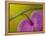 Bleeding Heart Flower, Pennsylvania, USA-Nancy Rotenberg-Framed Premier Image Canvas