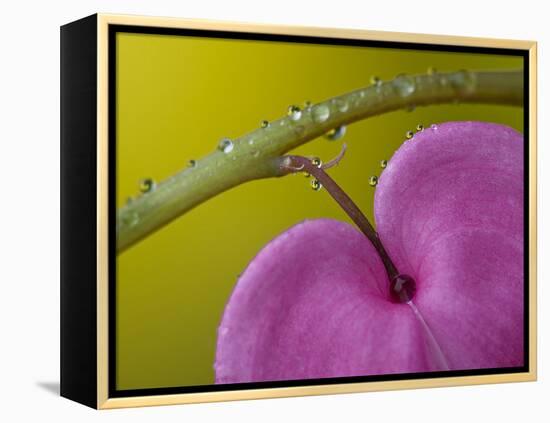 Bleeding Heart Flower, Pennsylvania, USA-Nancy Rotenberg-Framed Premier Image Canvas