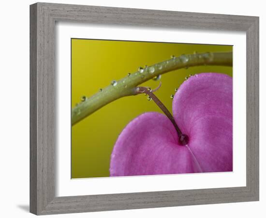 Bleeding Heart Flower, Pennsylvania, USA-Nancy Rotenberg-Framed Photographic Print