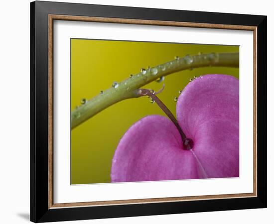 Bleeding Heart Flower, Pennsylvania, USA-Nancy Rotenberg-Framed Photographic Print