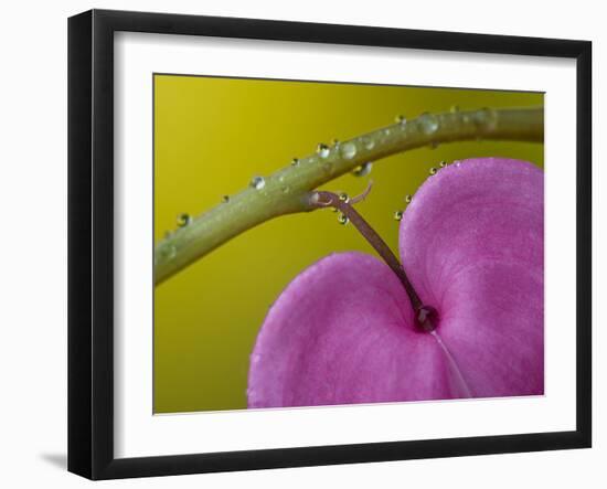 Bleeding Heart Flower, Pennsylvania, USA-Nancy Rotenberg-Framed Photographic Print