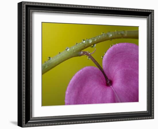 Bleeding Heart Flower, Pennsylvania, USA-Nancy Rotenberg-Framed Photographic Print