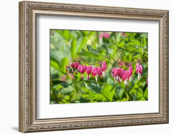 Bleeding Heart flower, Reading, Massachusetts, USA-Lisa S. Engelbrecht-Framed Photographic Print