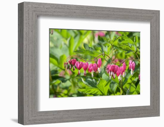 Bleeding Heart flower, Reading, Massachusetts, USA-Lisa S. Engelbrecht-Framed Photographic Print