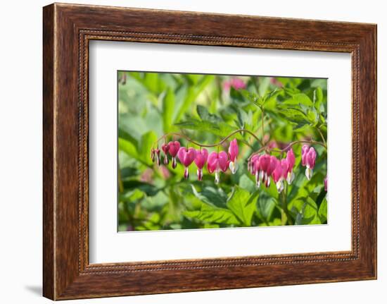 Bleeding Heart flower, Reading, Massachusetts, USA-Lisa S. Engelbrecht-Framed Photographic Print