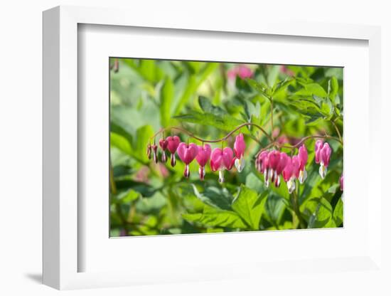 Bleeding Heart flower, Reading, Massachusetts, USA-Lisa S. Engelbrecht-Framed Photographic Print