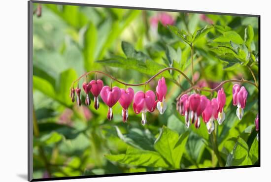 Bleeding Heart flower, Reading, Massachusetts, USA-Lisa S. Engelbrecht-Mounted Photographic Print