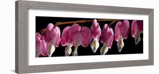 Bleeding Heart Flowers-Charles Bowman-Framed Photographic Print