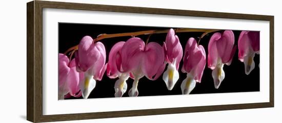 Bleeding Heart Flowers-Charles Bowman-Framed Photographic Print