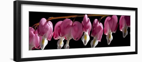 Bleeding Heart Flowers-Charles Bowman-Framed Photographic Print