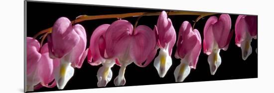 Bleeding Heart Flowers-Charles Bowman-Mounted Photographic Print