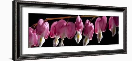 Bleeding Heart Flowers-Charles Bowman-Framed Photographic Print