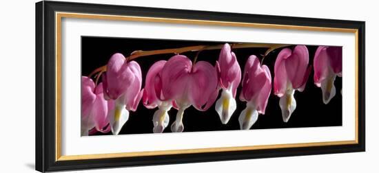 Bleeding Heart Flowers-Charles Bowman-Framed Photographic Print