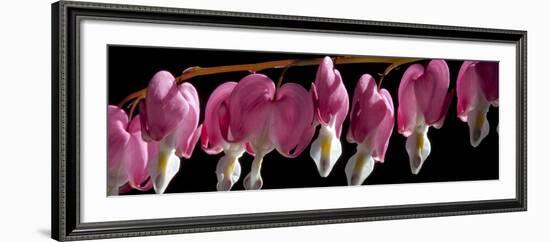 Bleeding Heart Flowers-Charles Bowman-Framed Photographic Print