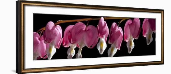 Bleeding Heart Flowers-Charles Bowman-Framed Photographic Print