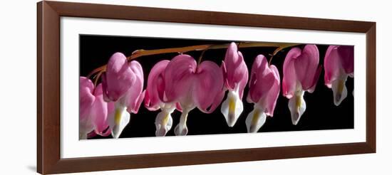 Bleeding Heart Flowers-Charles Bowman-Framed Photographic Print