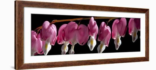 Bleeding Heart Flowers-Charles Bowman-Framed Photographic Print