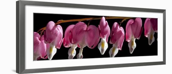 Bleeding Heart Flowers-Charles Bowman-Framed Photographic Print