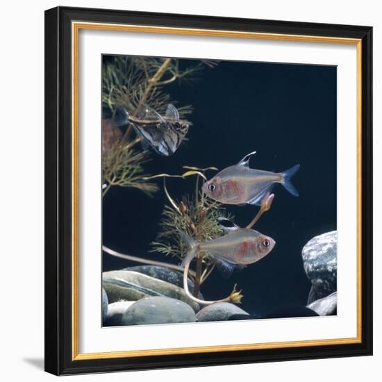 Bleeding Heart Tetra Captive, from Amazonia-Jane Burton-Framed Photographic Print