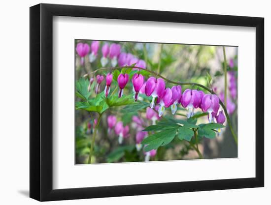 Bleeding Heart, USA-Lisa Engelbrecht-Framed Photographic Print