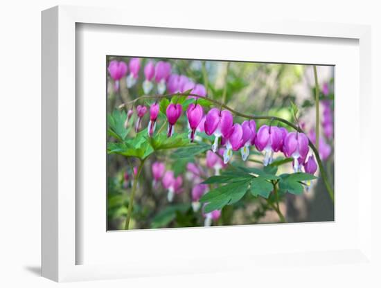 Bleeding Heart, USA-Lisa Engelbrecht-Framed Photographic Print