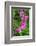 Bleeding Heart-Jim Engelbrecht-Framed Photographic Print