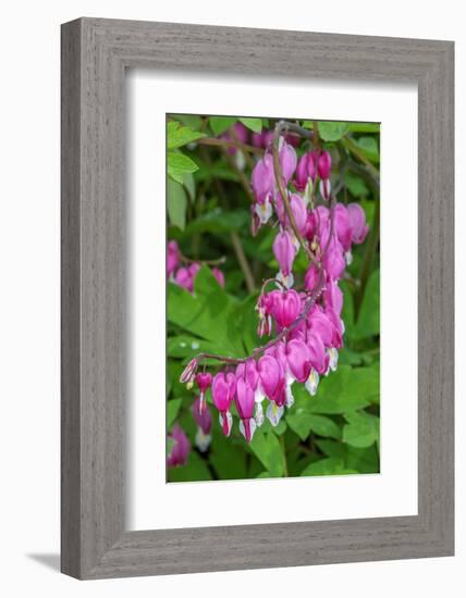 Bleeding Heart-Jim Engelbrecht-Framed Photographic Print